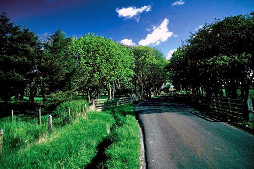 1304172252-TREES_IN_KERGORD_DALE_SHETLAND.jpg