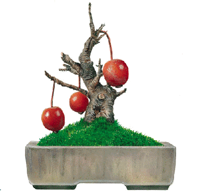 1335305858-bonsai.gif