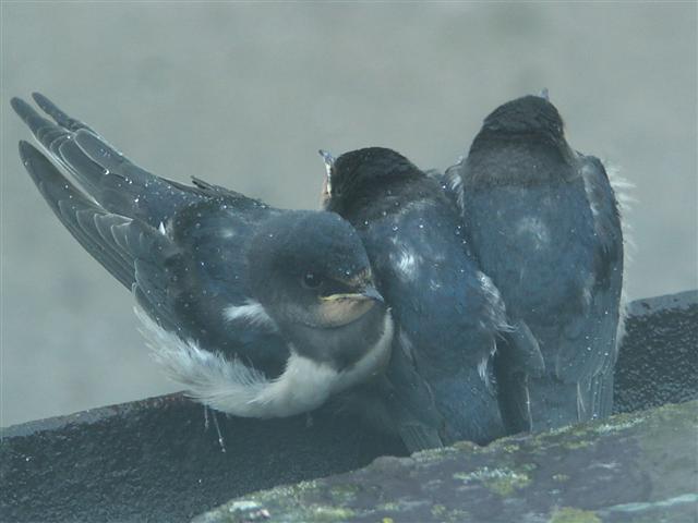 1362997415-036__Small_.JPG