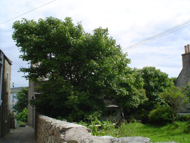 1372782077-LERWICK_TREES_006_opt.jpg
