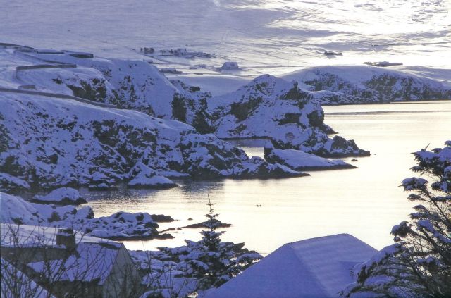 1386177760-WHITE_SHETLAND__opt.jpg