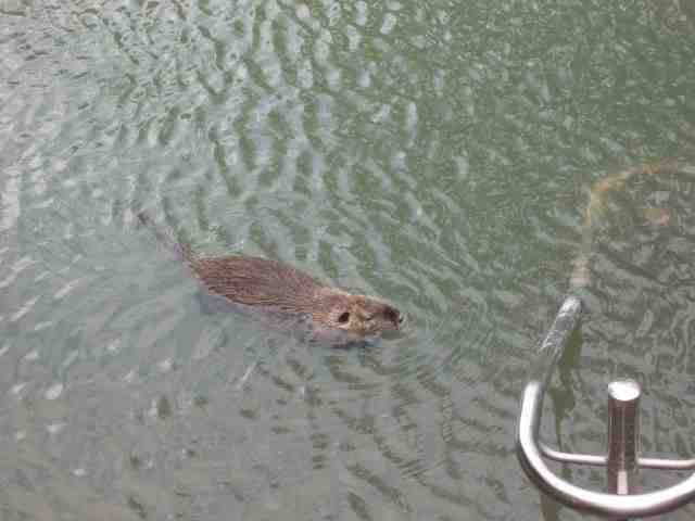 1388347353-Coypu.jpg