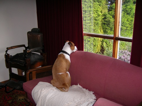 1442584043-watch_dog_001.JPG