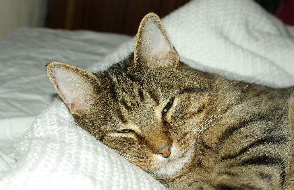 1454898146-mishka.JPG