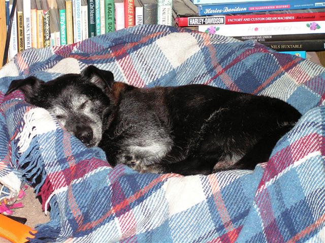 1454940440-Tidge_asleep_6_Feb_2016__Small_.jpg
