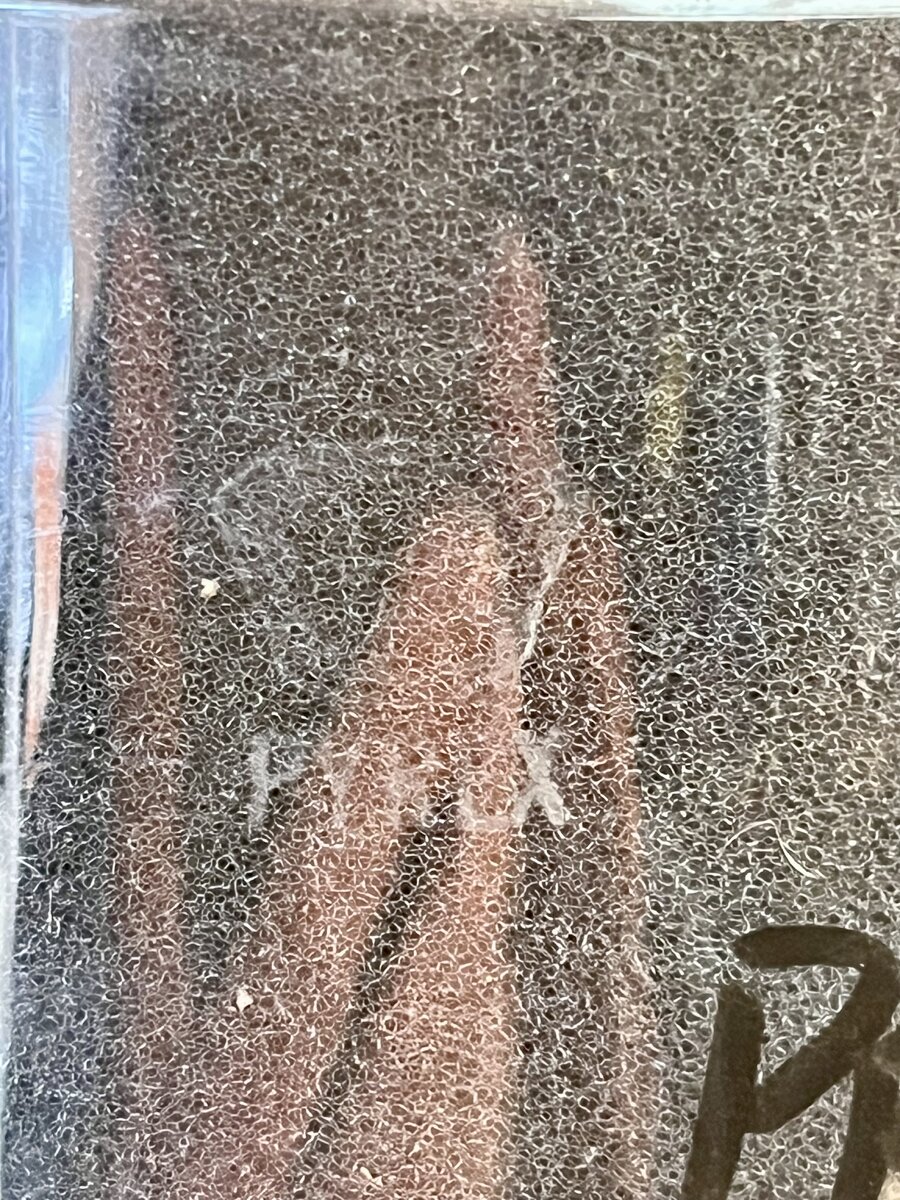 IMG_7605.jpeg