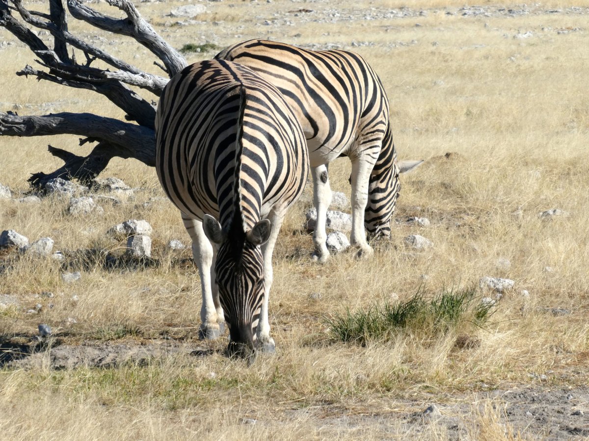 P1000155.jpg
