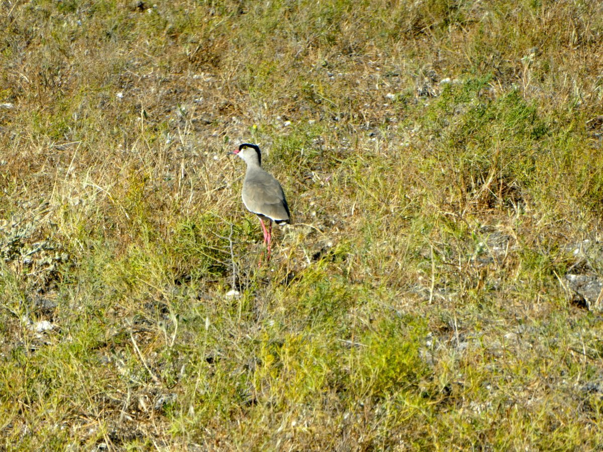 P1000295.jpg