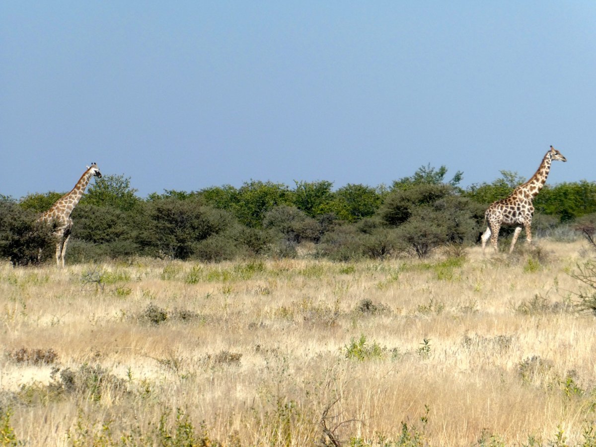 P1000345.jpg