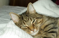1454898146-mishka.JPG