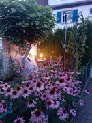 IMG_20240803_204753.jpg