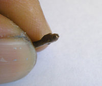 1338403507-Needle002.jpg