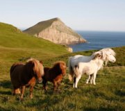 SHETLAND PONIES.jpg