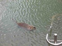 1388347353-Coypu.jpg