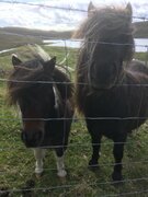 SIRPA'S SHETLAND PHOTOS 71.jpg