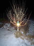 COLEMAN 249 SNOW IMAGE..JPG