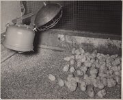 chicks.jpeg