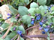 SIRPA'S FLOWER IMAGES, 27,6,21. 17.jpg