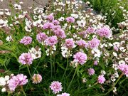 SIRPA'S FLOWER IMAGES, 27,6,21. 13.jpg