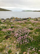 SIRPA'S FLOWER IMAGES, 27,6,21. 15.jpg